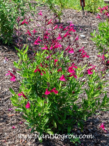 Pink Perfection Autumn Sage (Salvia greggi)